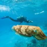 Cool wildlife to see on scuba diving trips Cool wildlife to see on scuba diving trips