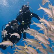 ADI Scuba Divers swim with a school of fish in Hawaii